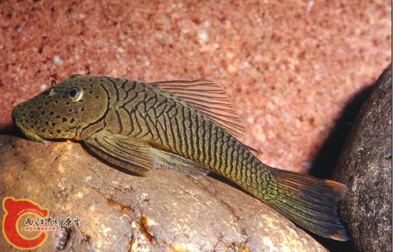 Chaetostoma formosae (L187b, L444).jpg