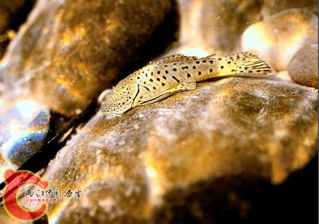 Chaetostoma sp. (L335).JPG