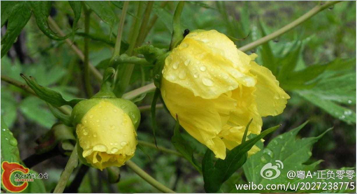 藏南的金黄牡丹