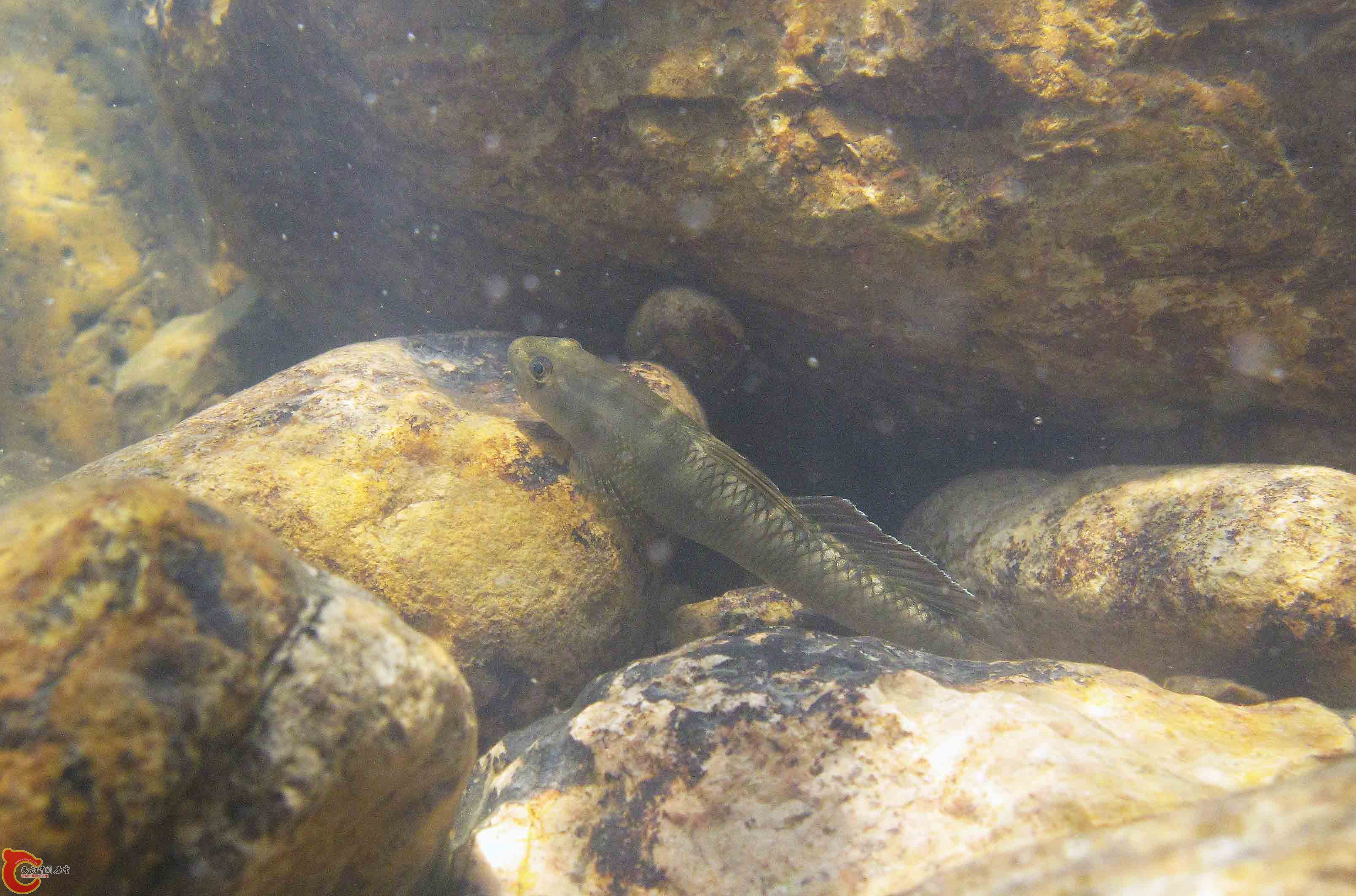 多鱗枝牙鰕虎魚 Stiphodon multisquamus