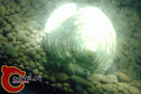 某虾虎