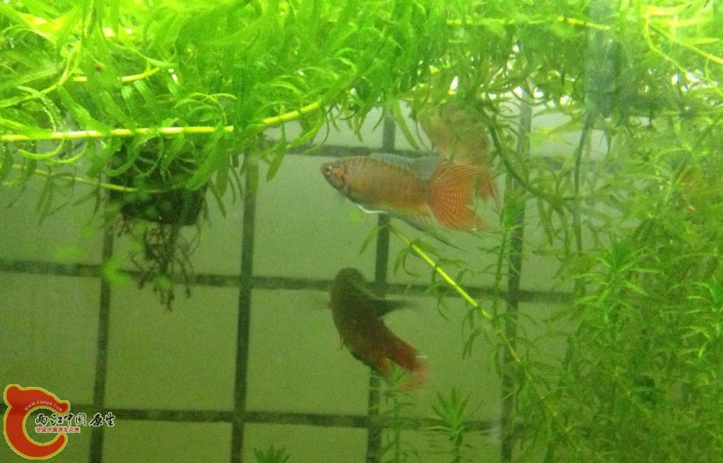 混养要拍展鳍的相片比较难