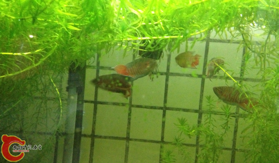 围观，好像有斗殴事件发生