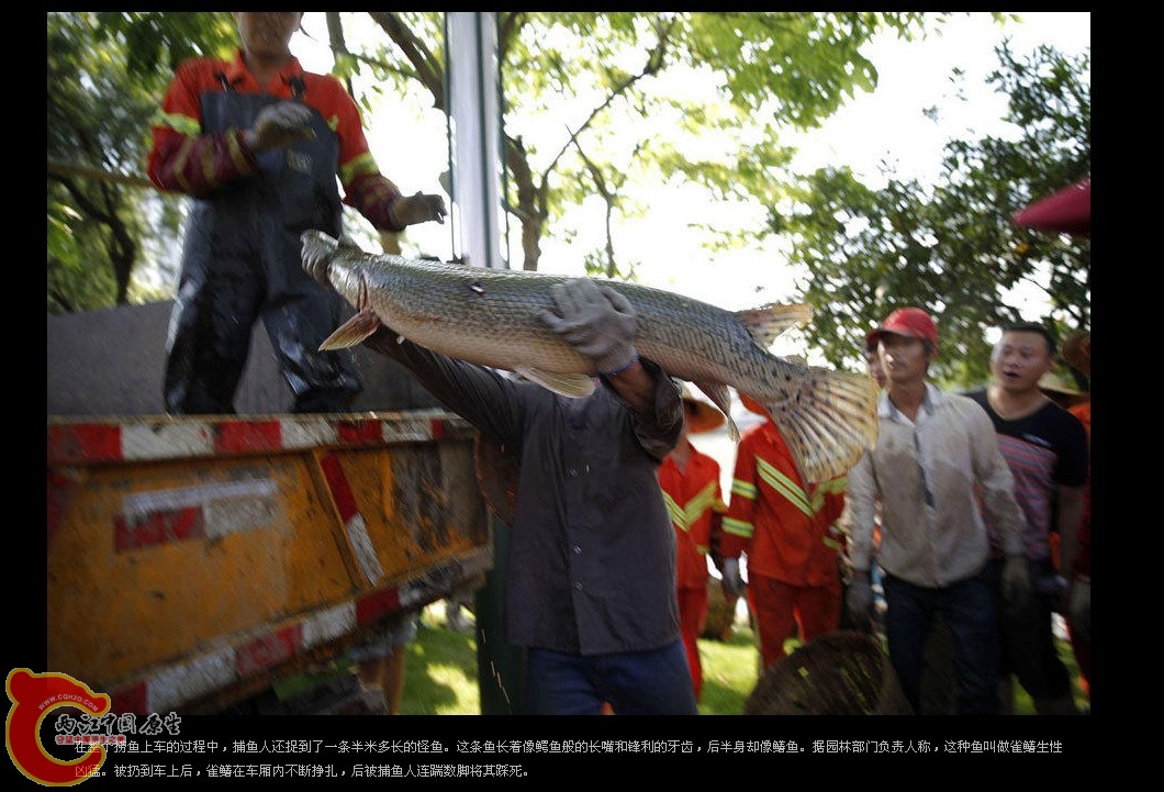 那么大只雀鳝!!