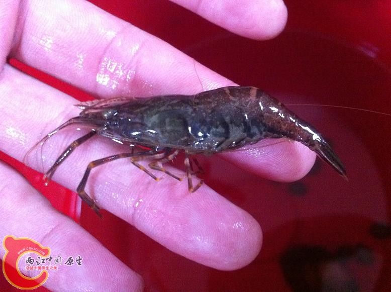 体长大于5厘米！