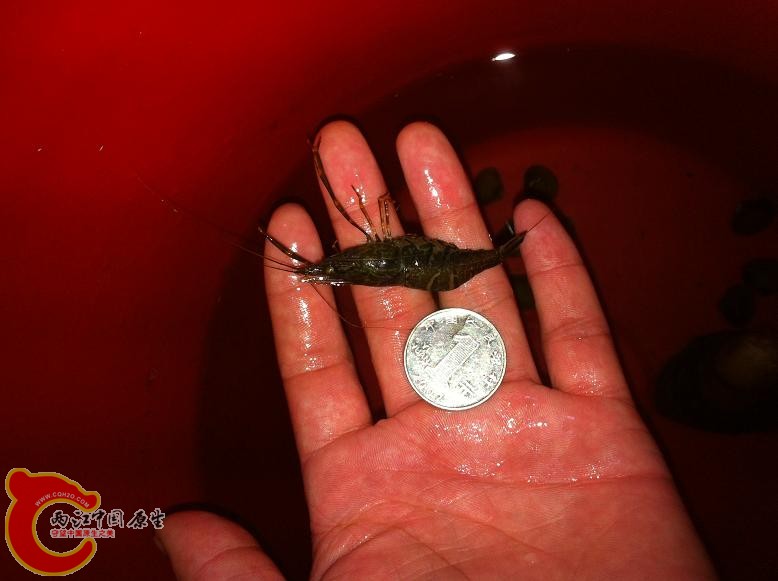 与一元硬币相比较。