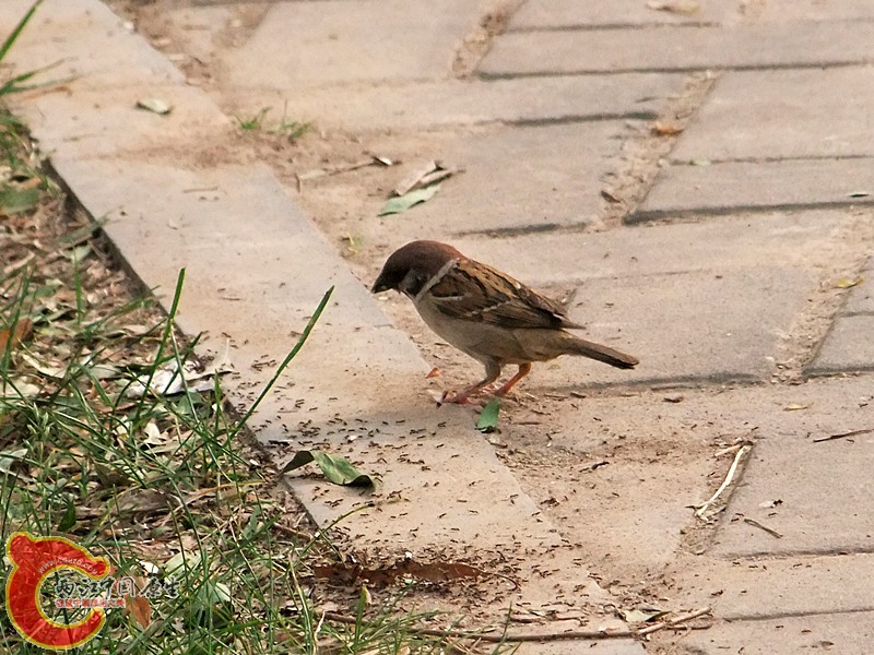 DSCF1217.JPG