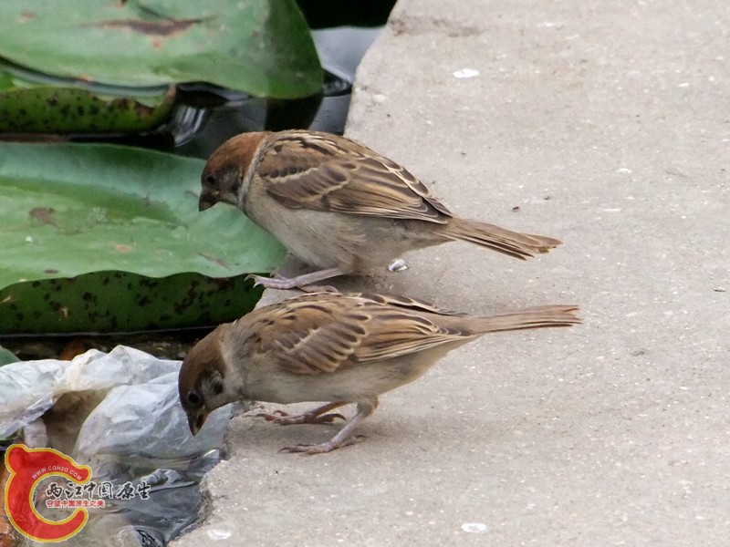DSCF1274.JPG