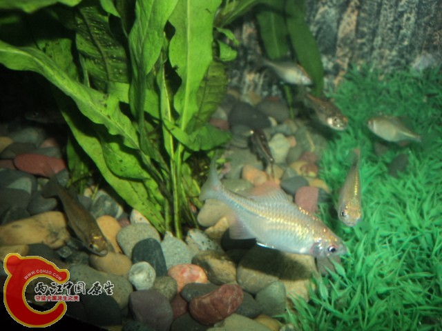 DSC02131.JPG