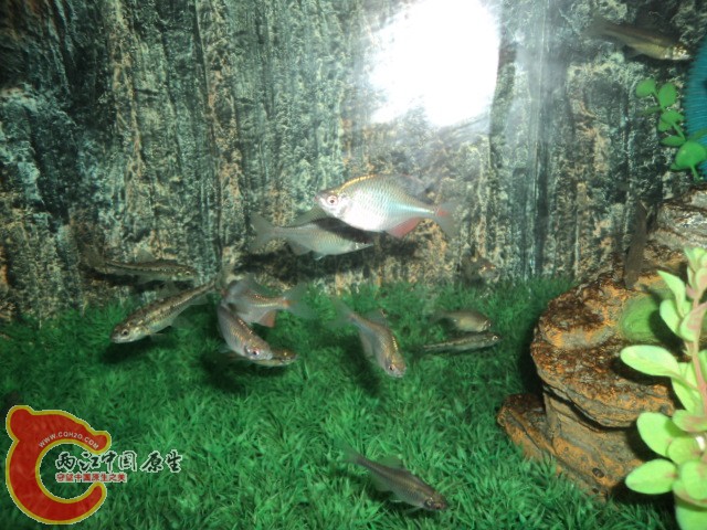 DSC02138.JPG