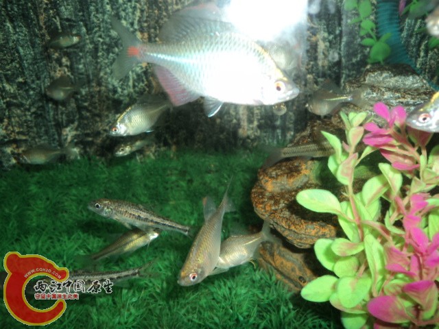 DSC02139.JPG