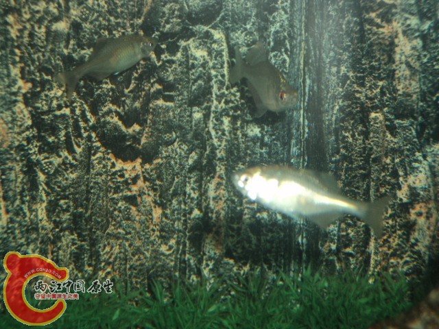 DSC02153.JPG