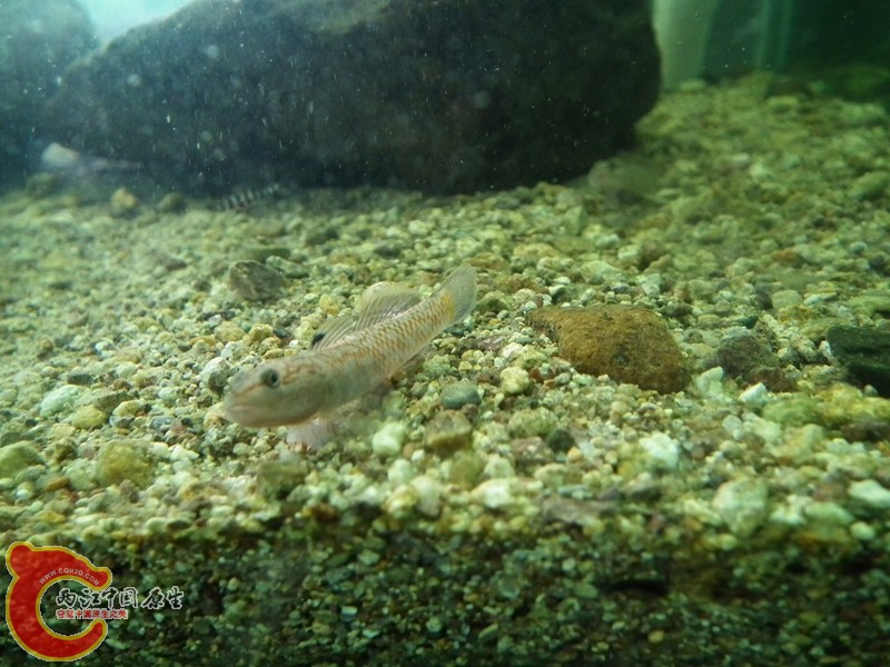 DSCF1677_副本.jpg