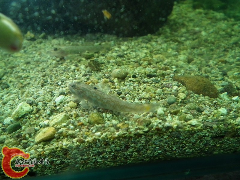 DSCF1681_副本.jpg