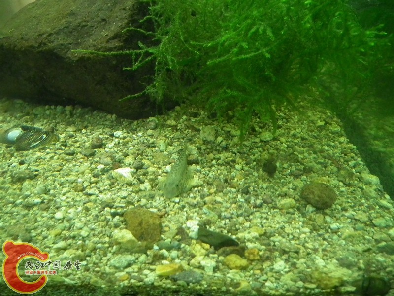 DSCF1695_副本.jpg