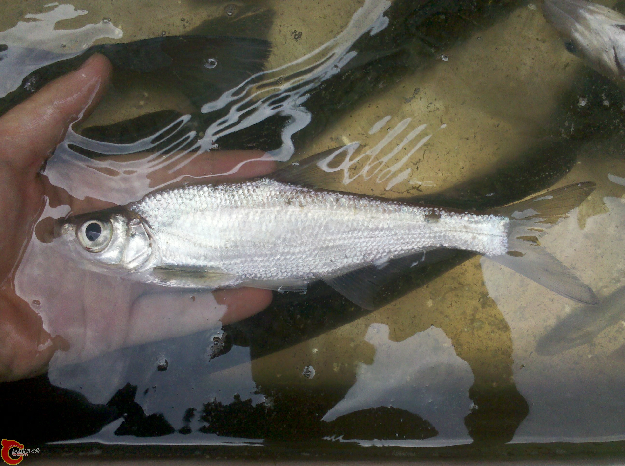 18 正文摘要:              和以前被误鉴定为大眼近红鲌的长吻梅氏鳊