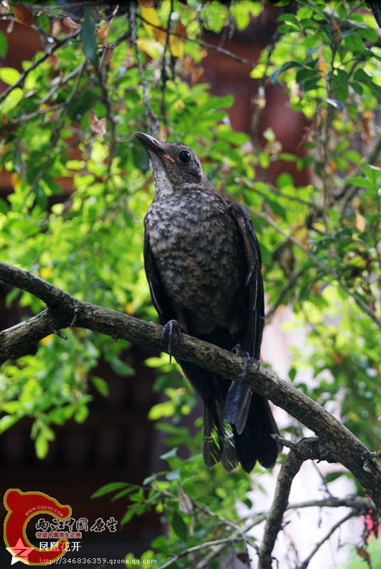 16 第53天洗澡140810.jpg