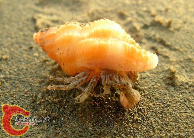 好像是这个品种