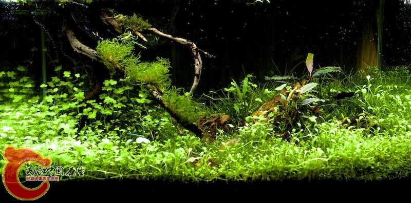 原草缸（已拆除）