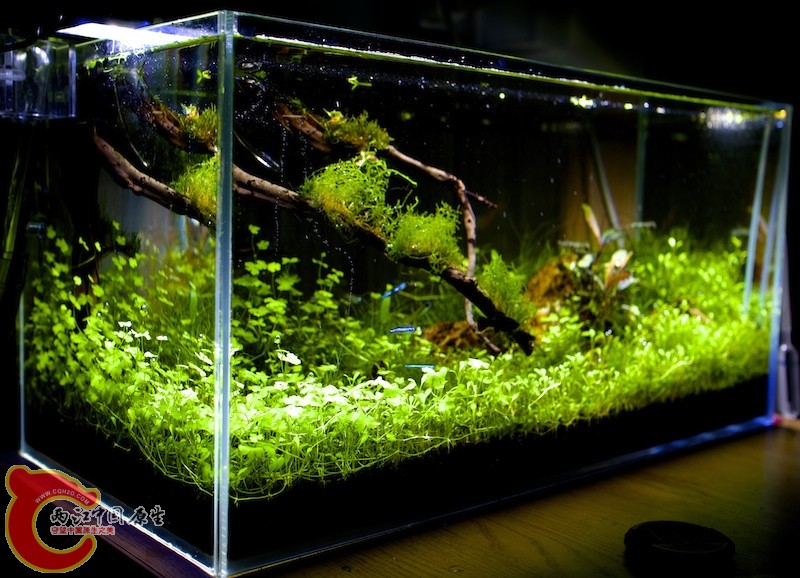 原草缸（已拆除）