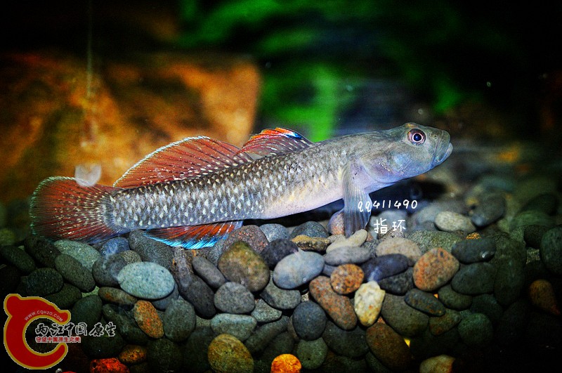 DSC_0064.jpg