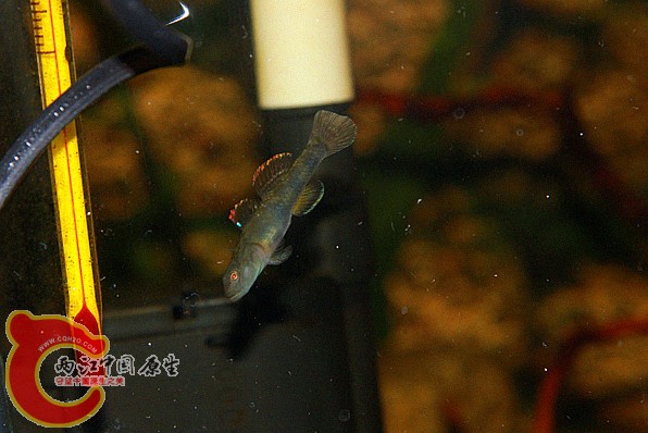 IMG_3288_.jpg