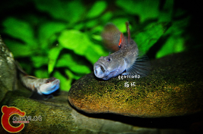 DSC_0058.jpg