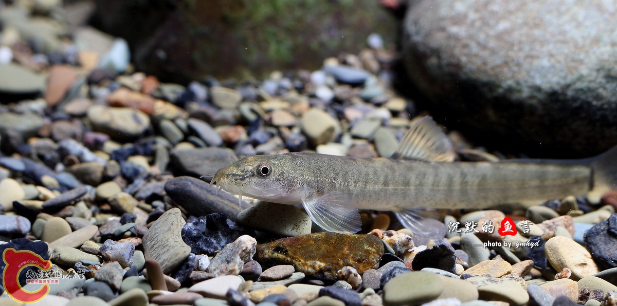 _MG_5460.jpg