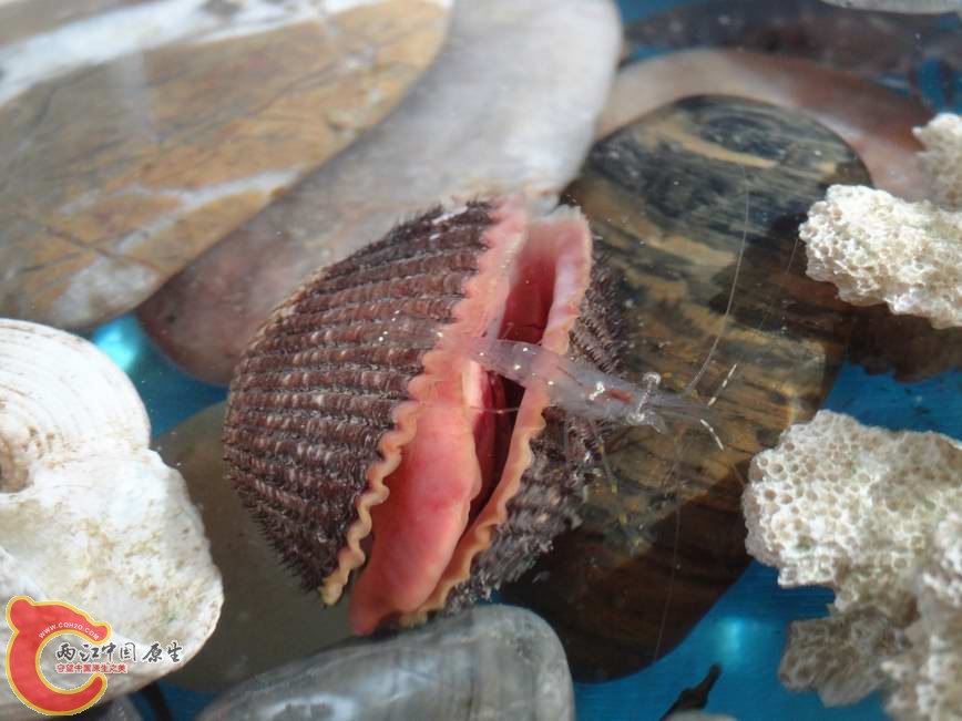 虾米与赤贝! (2).JPG