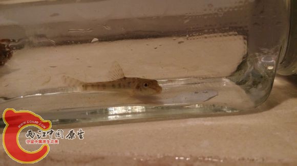 某鮈1
