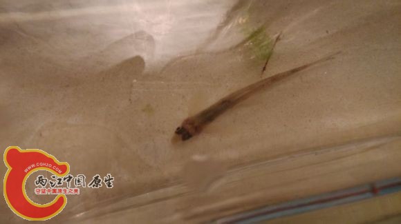 某鮈2