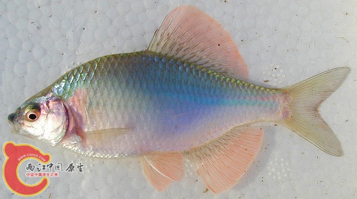 斜方鱊（カネヒラ）(Acheilognathus rhombeus)