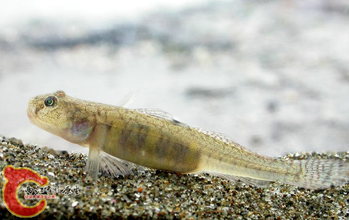Gymnogobius macrognathos (エドハゼ，江戸鯊).jpg
