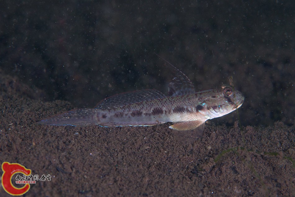 Oxyurichthys sp. (カマヒレマツゲハゼ).jpg
