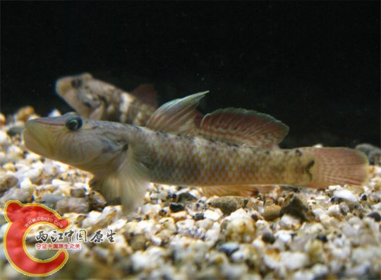 Rhinogobius sp. cross-band type (シマヨシノボリ，縞葦登).jpg