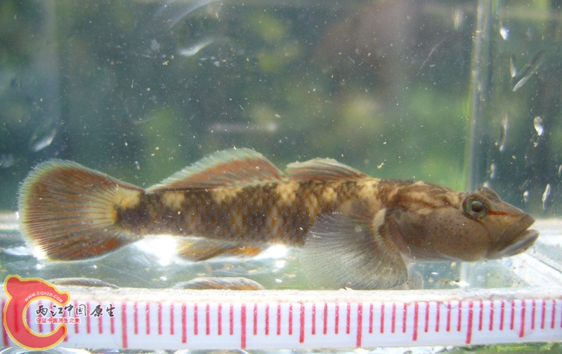 Rhinogobius sp. large dark type (オオヨシノボリ，大葦登.jpg