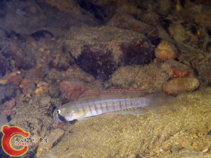 Stenogobius sp. (タネカワハゼ).jpg