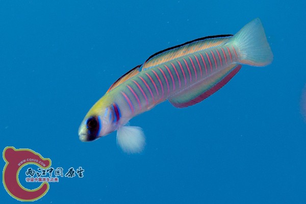 ゼブラハゼ Pomacentrus bankanensis.jpg