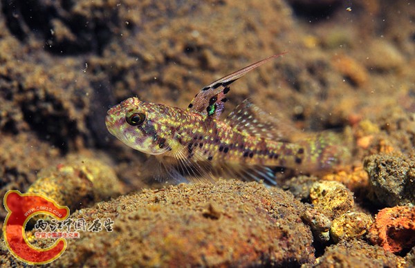 ヒナハゼｓｐ Redigobius sp..jpg