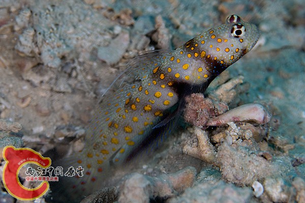 ヤマブキハゼ Amblyeleotris guttata.jpg