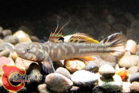 阿部鯔鰕虎魚 - Mugilogobius abei (アベハゼ，安倍鯊).jpg