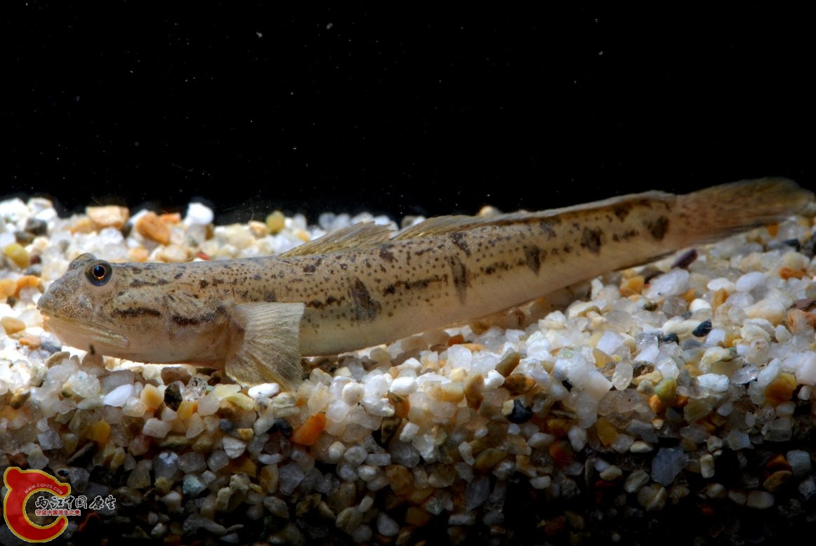 斑叉牙鰕虎魚 - Apocryptodon punctatus (タビラクチ).jpg