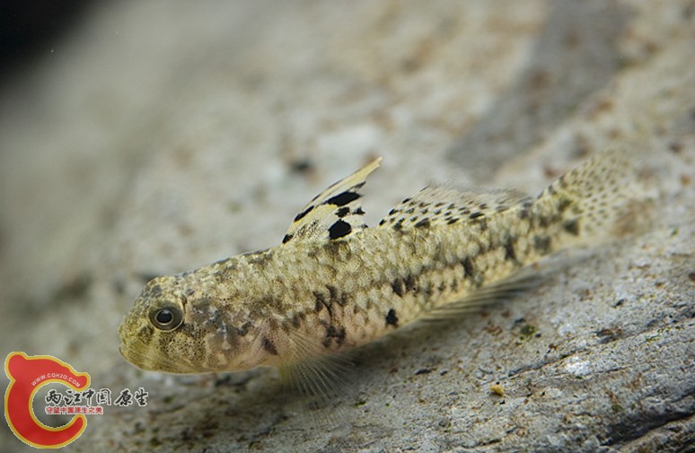 斑紋雷鰕虎魚 - Redigobius bikolanus (ヒナハゼ，雛鯊).jpg