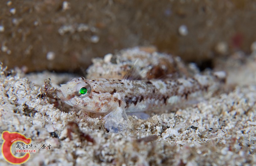 大眼鰕虎魚 - Cabillus tongarevae (ヨリメハゼ).jpg