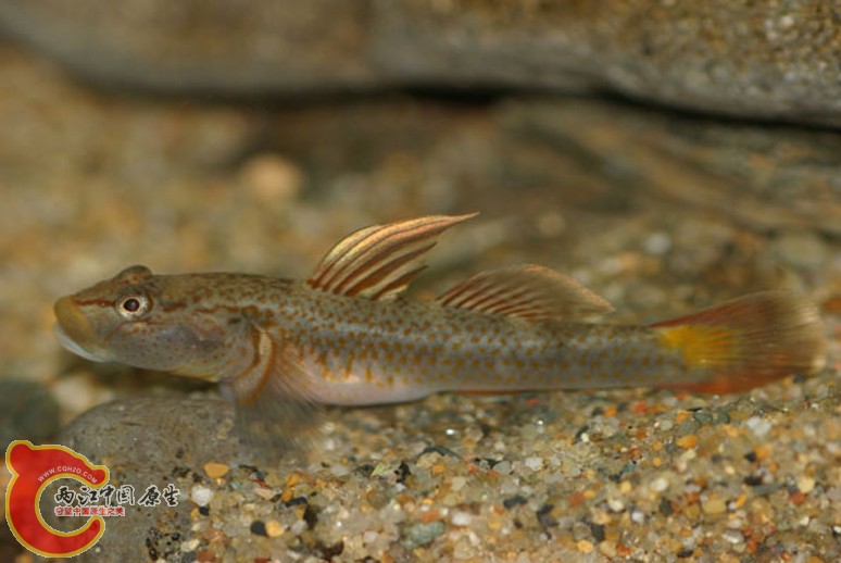 河川吻鰕虎魚 - Rhinogobius flumineus (カワヨシノボリ).jpg