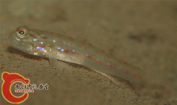 黑帶細棘鰕虎魚 - Acentrogobius moloanus (フタスジノボリハゼ).jpg