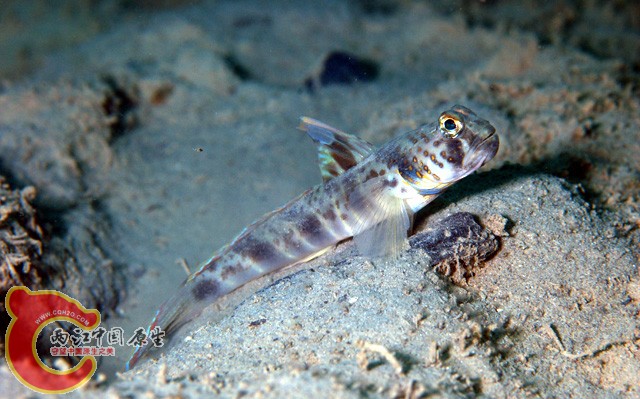 紅絲鰕虎魚 - Flabelligobius russus (ウシオニハゼ).jpg
