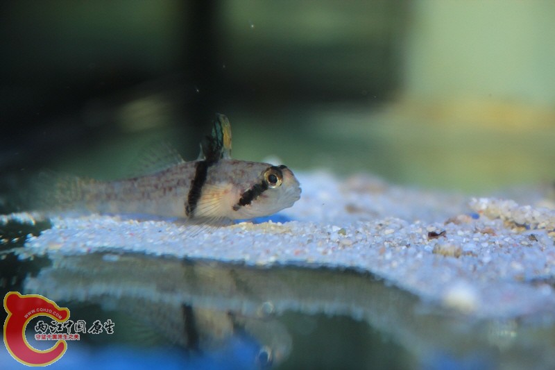 環帶雷鰕虎魚 - Redigobius balteatus (タスキヒナハゼ).jpg