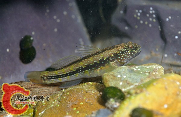 黃斑縞鰕虎魚 - Tridentiger kuroiwae (ナガノゴリ).jpg