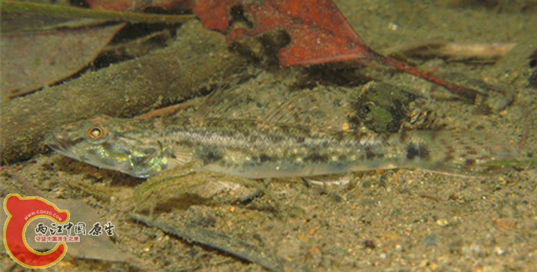 金黃舌鰕虎魚 - Glossogobius aureus (コンジキハゼ).jpg